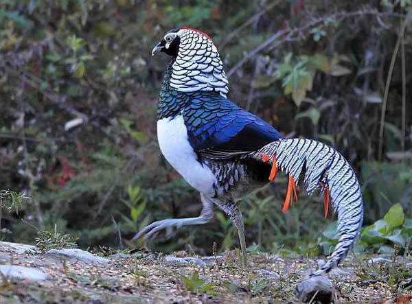 kuluckaciniz.com kuluçkalık yumurta ve civciv