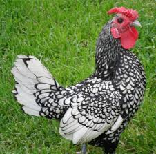 kuluckaciniz.com kuluçkalık yumurta ve civciv