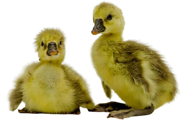 kuluckaciniz.com kuluçkalık yumurta ve civciv