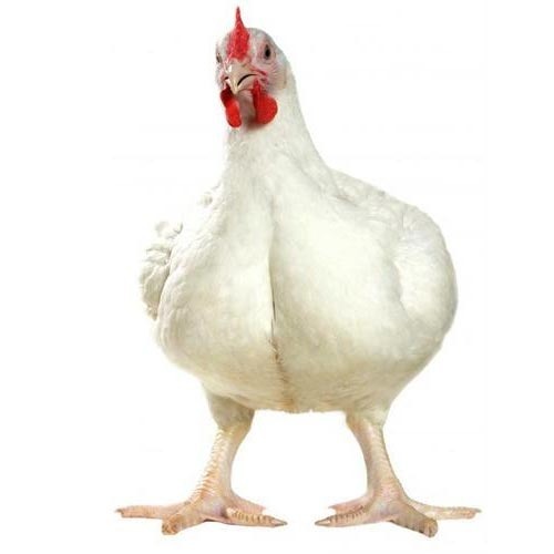 kuluckaciniz.com kuluçkalık yumurta ve civciv