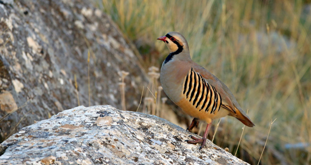 kuluckaciniz.com kuluçkalık yumurta ve civciv