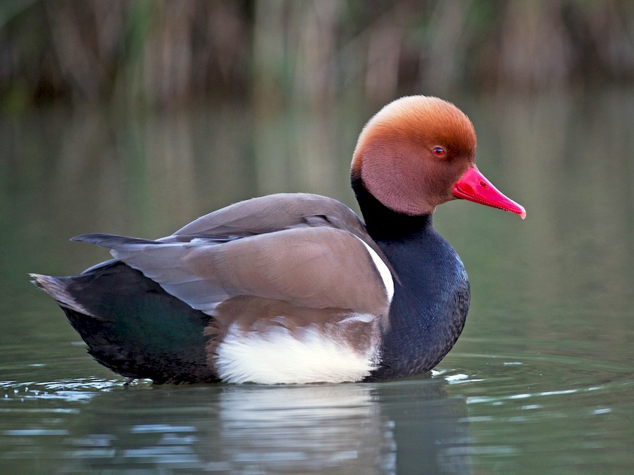 kuluckaciniz.com kuluçkalık yumurta ve civciv