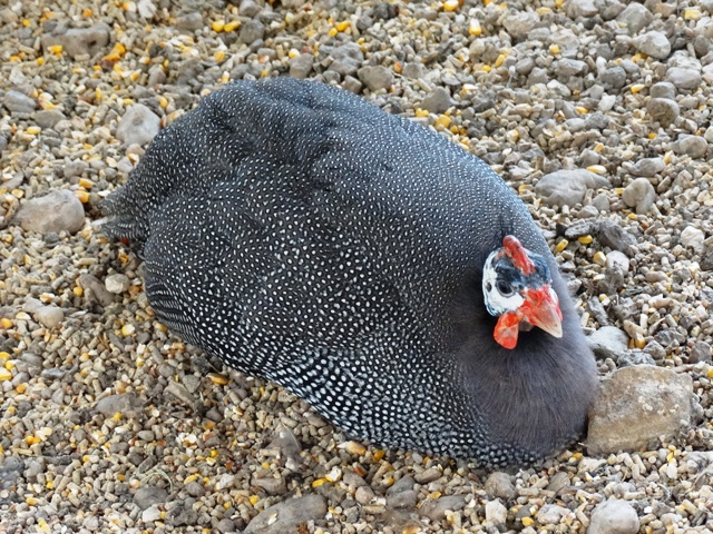 kuluckaciniz.com kuluçkalık yumurta ve civciv