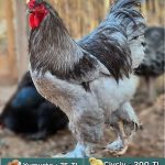 kuluckaciniz.com kuluçkalık yumurta ve civciv