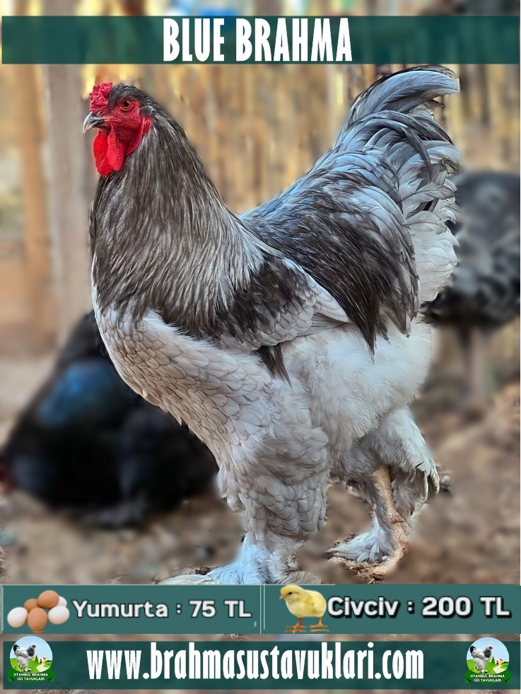 kuluckaciniz.com kuluçkalık yumurta ve civciv