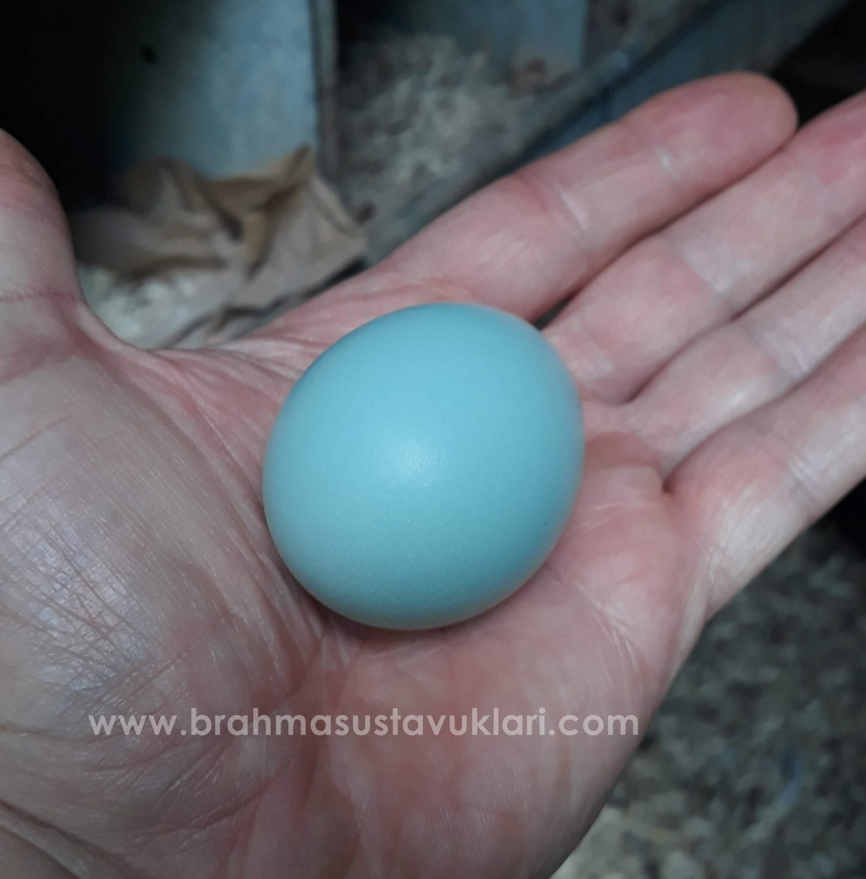 Blue Ameraucana Kuluçkalık Yumurta