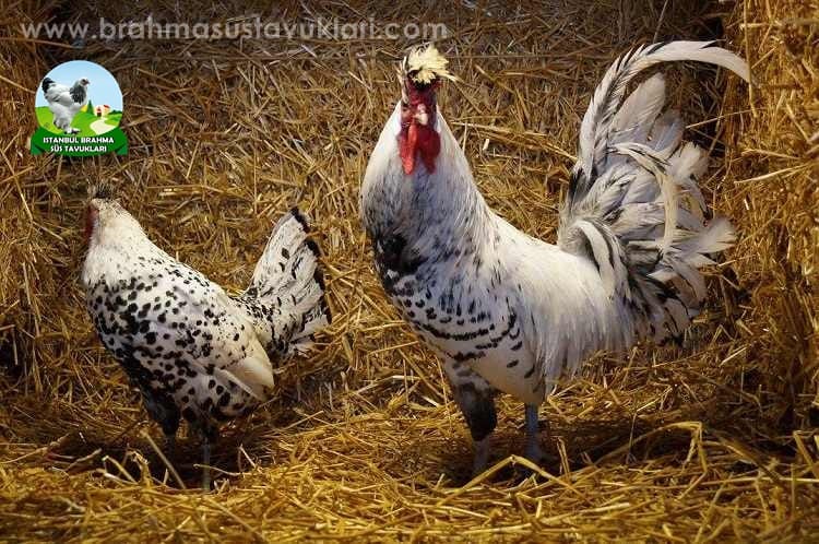 Silver Appenzeller Kuluçkalık Yumurta