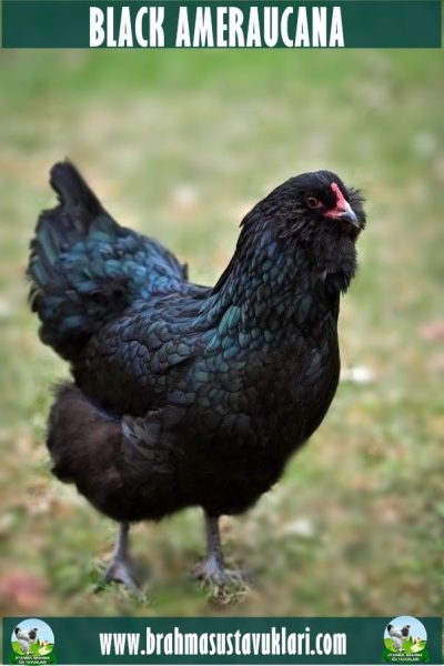 Blue Ameraucana Kuluçkalık Yumurta