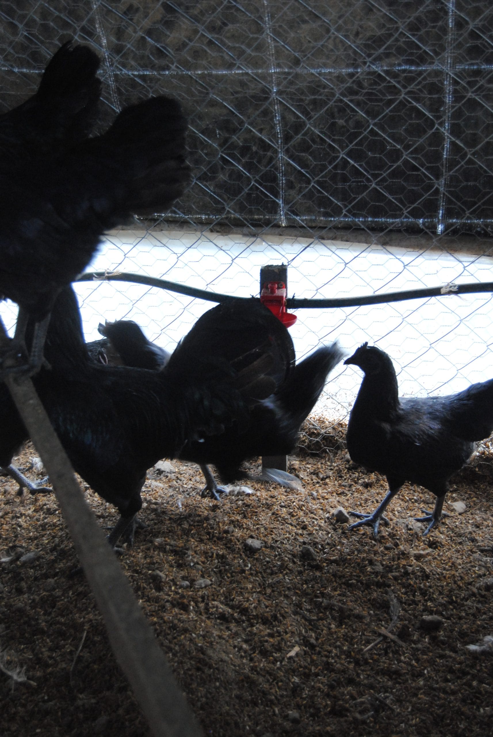 Ayam Cemani Kuluçkalık Yumurta