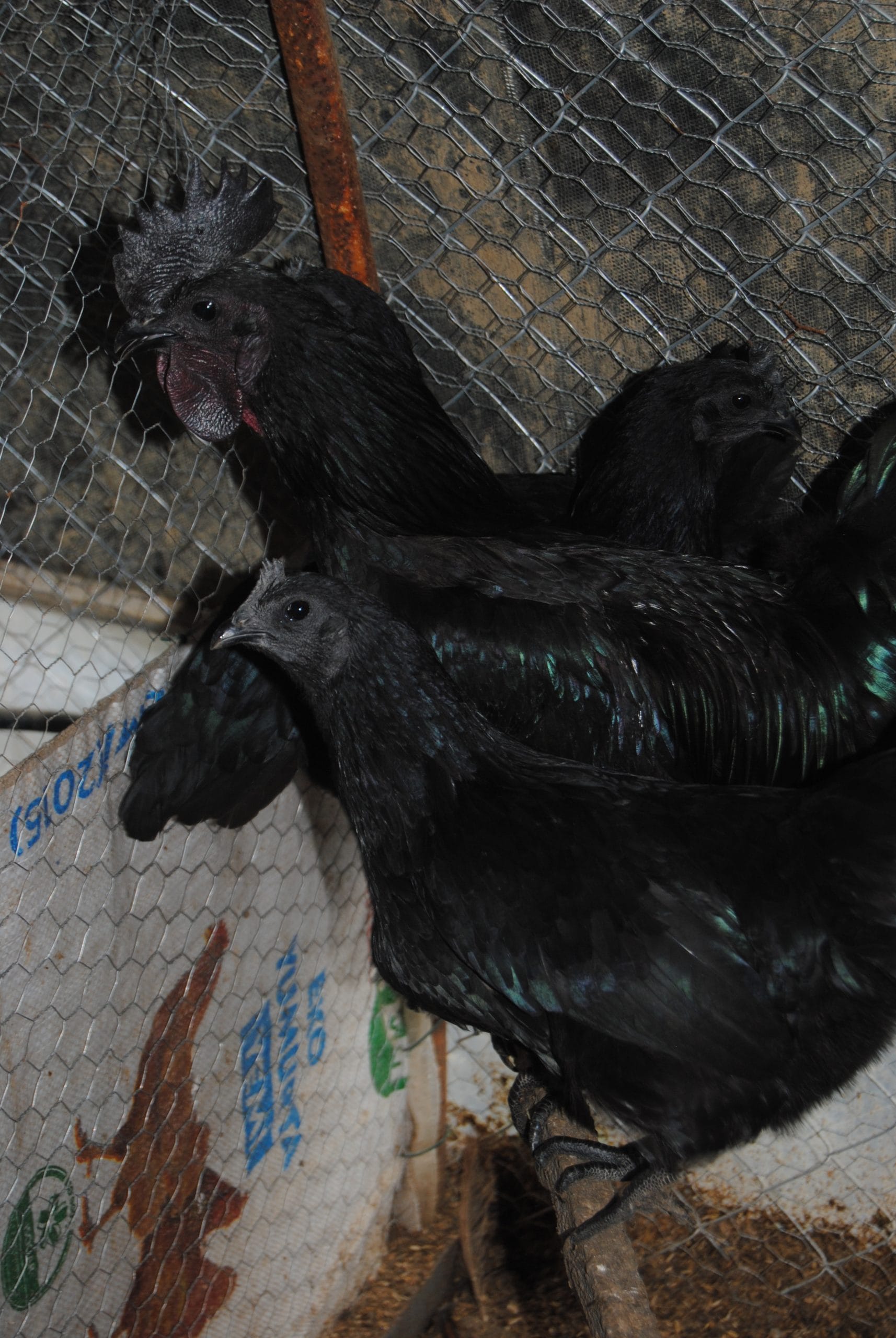 Ayam Cemani Kuluçkalık Yumurta