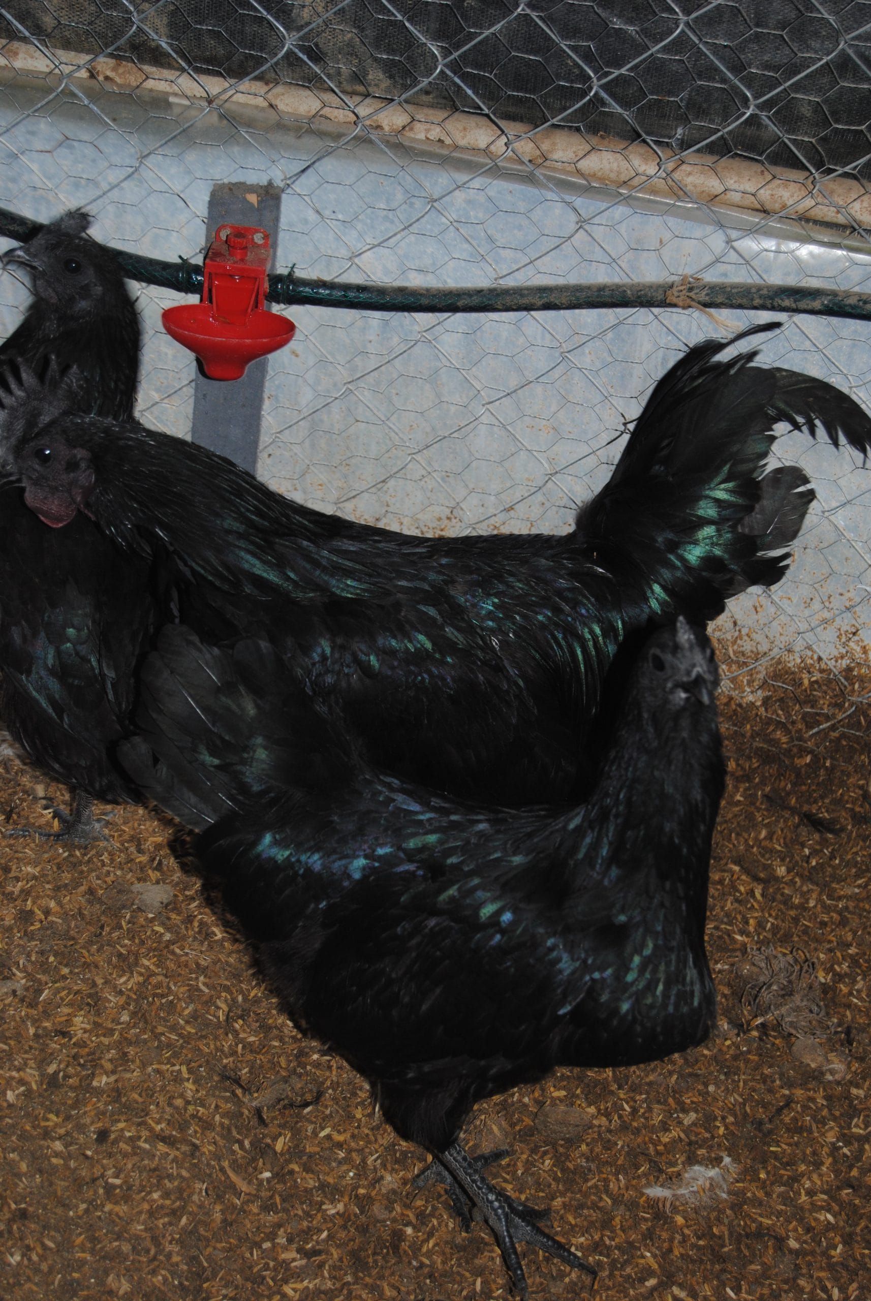 Ayam Cemani Kuluçkalık Yumurta