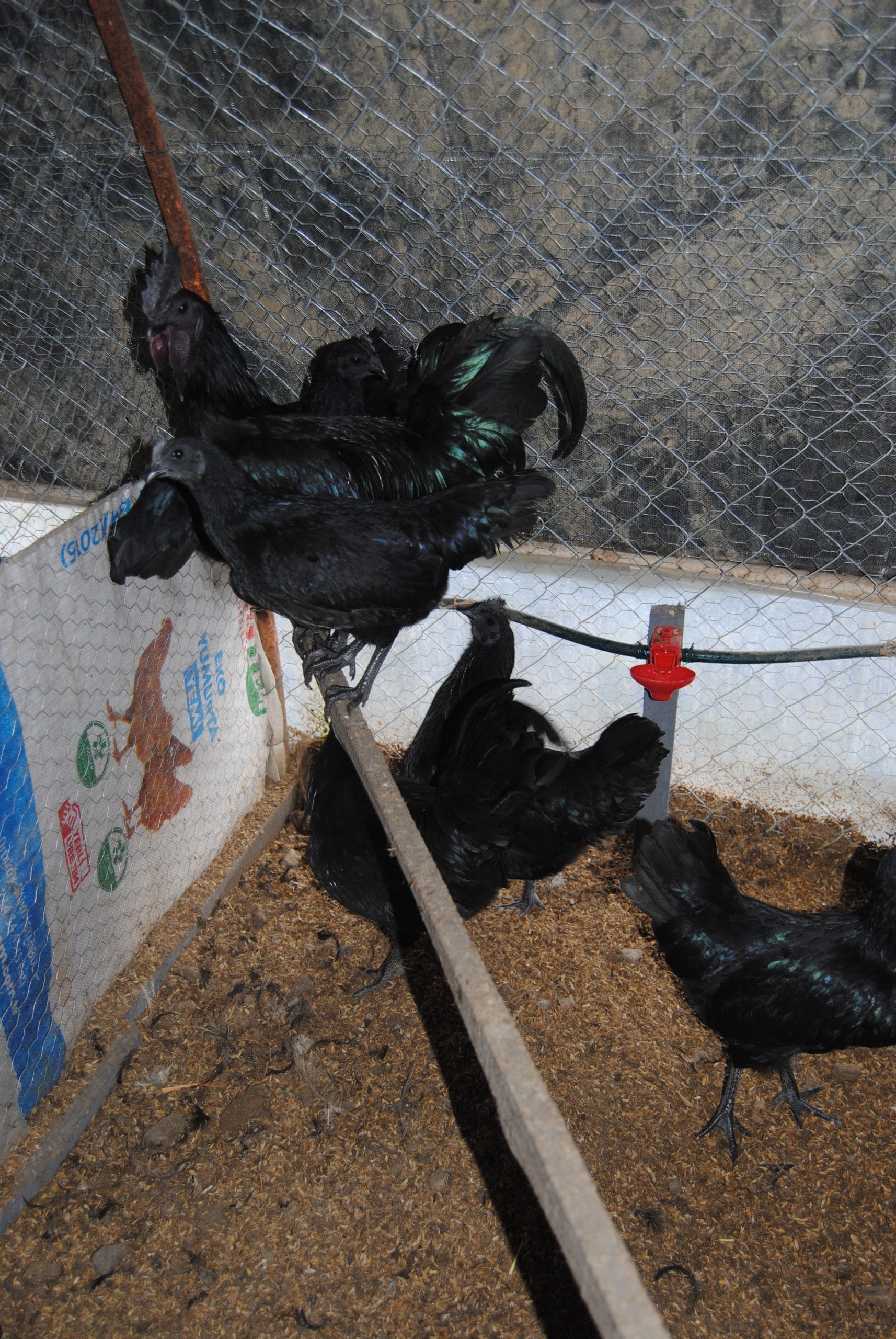 Ayam Cemani Kuluçkalık Yumurta