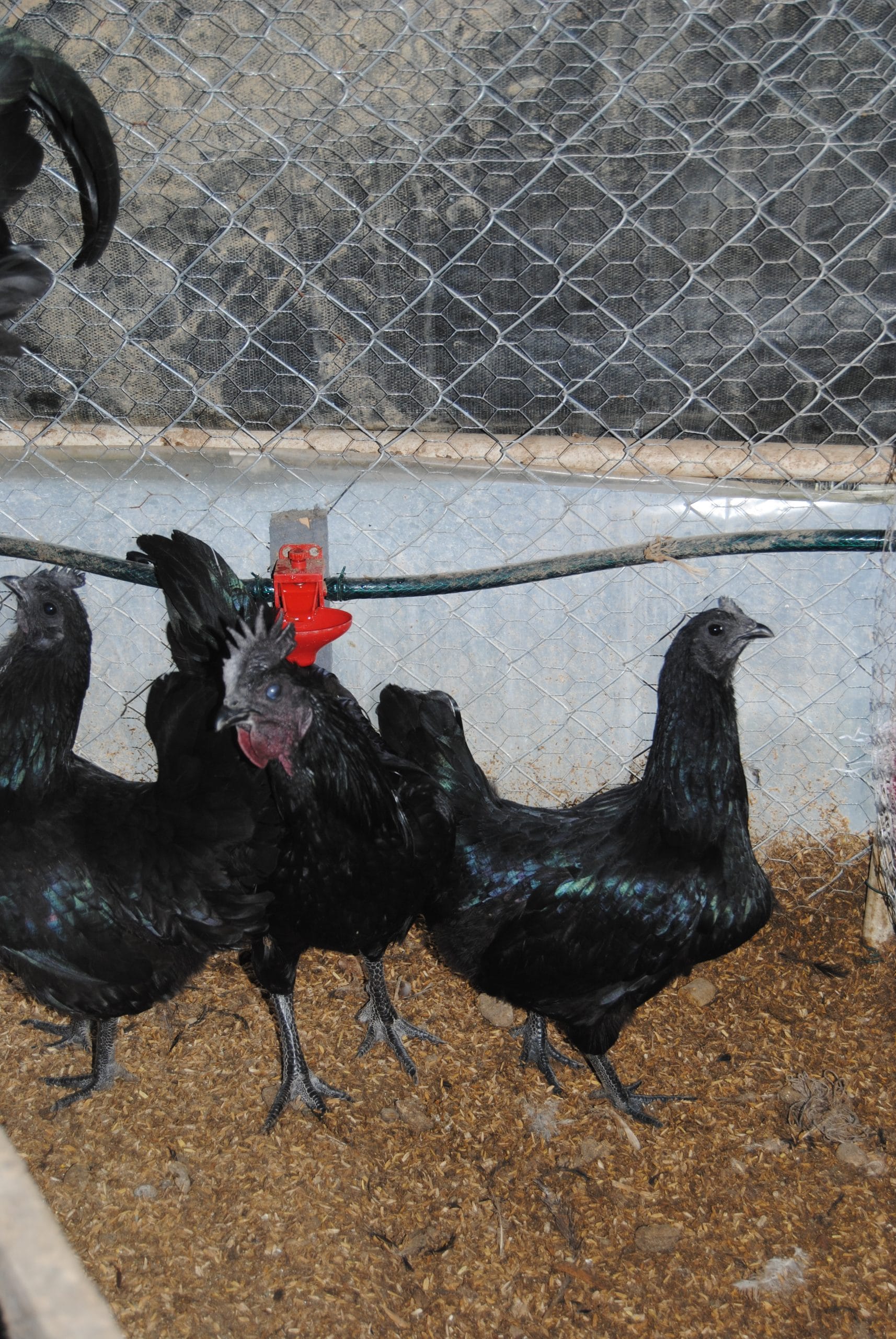 Ayam Cemani Kuluçkalık Yumurta