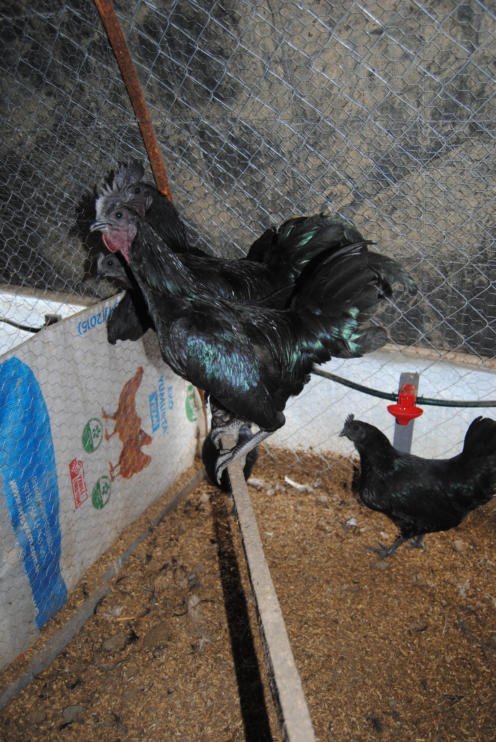 Ayam Cemani Kuluçkalık Yumurta