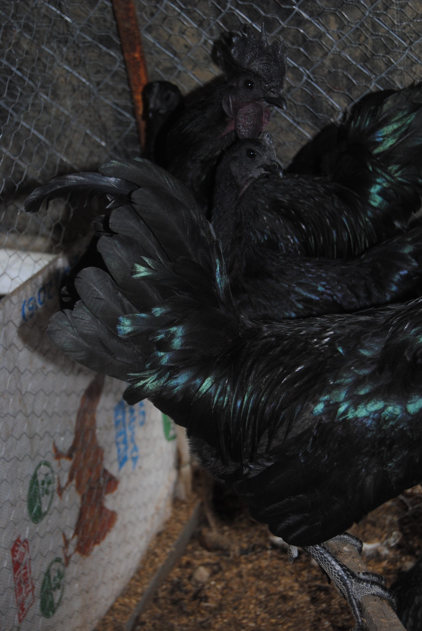 Ayam Cemani Kuluçkalık Yumurta