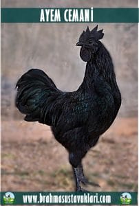Ayam Cemani Kuluçkalık Yumurta