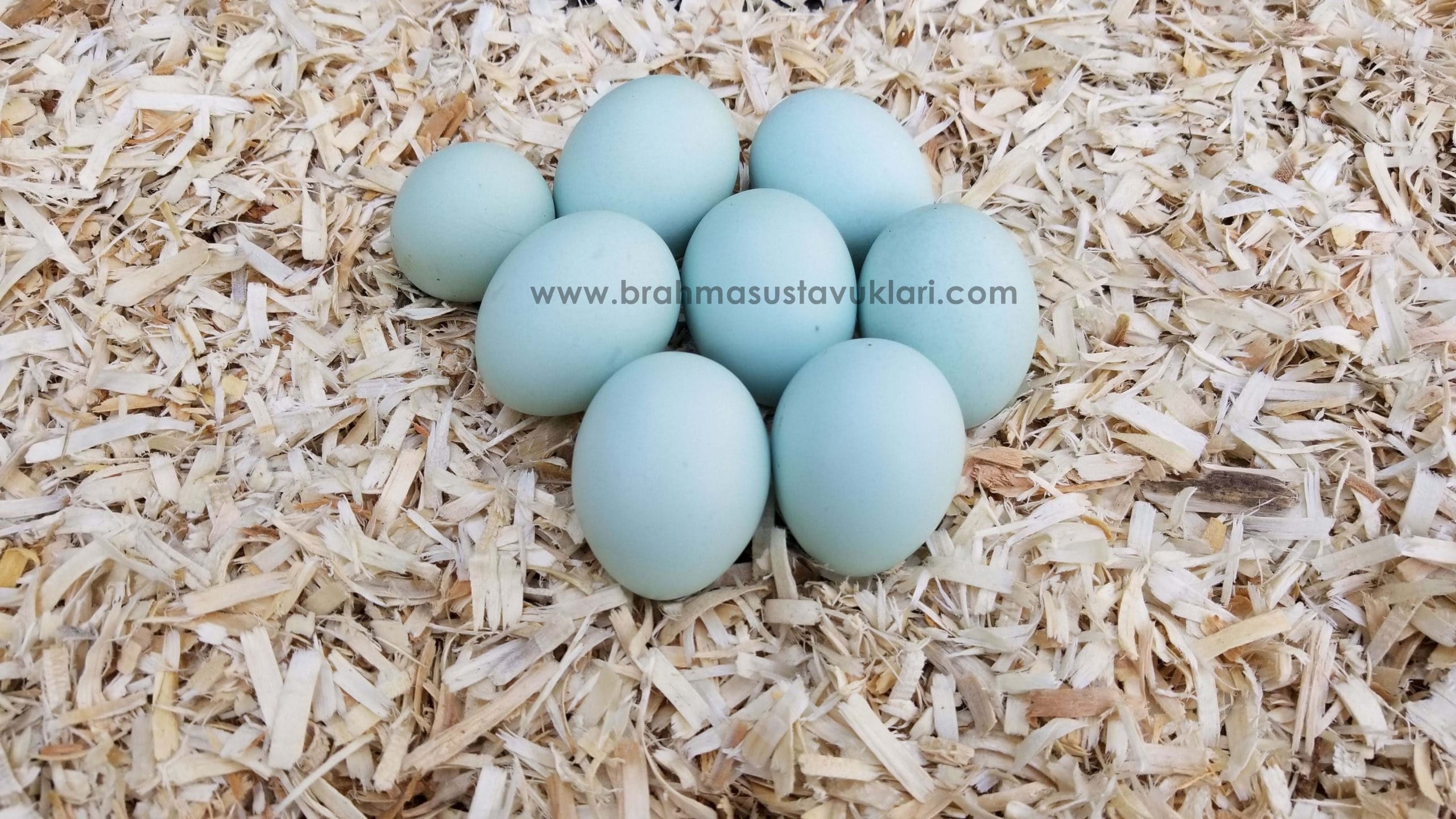 Blue Ameraucana Kuluçkalık Yumurta