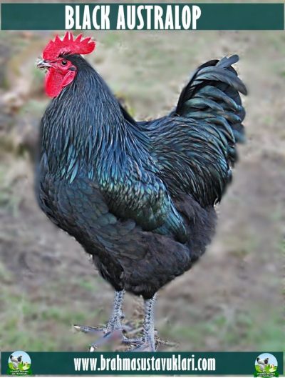 Black Australorp Kuluçkalık Yumurta
