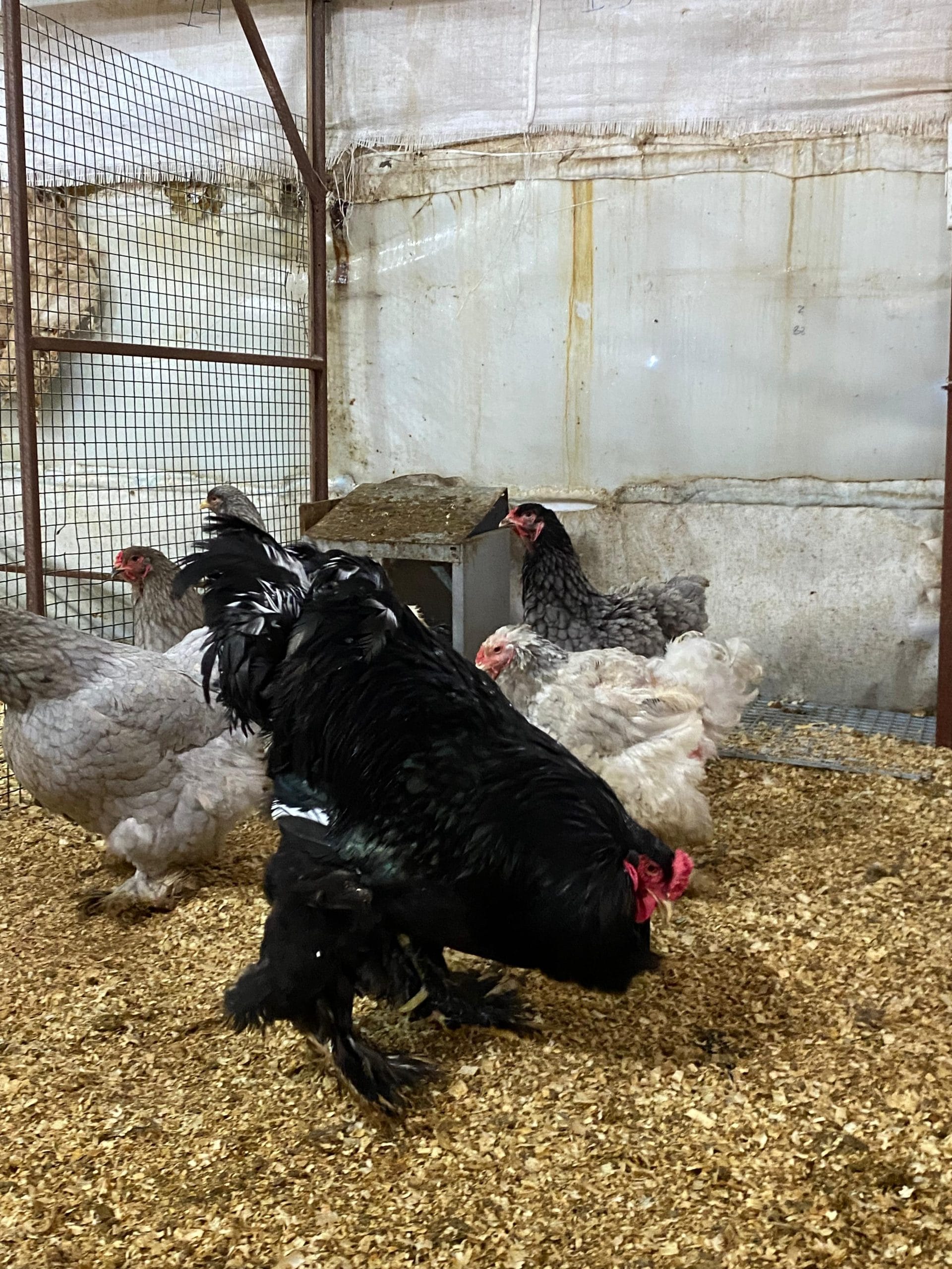 Black Brahma Kuluçkalık Yumurta