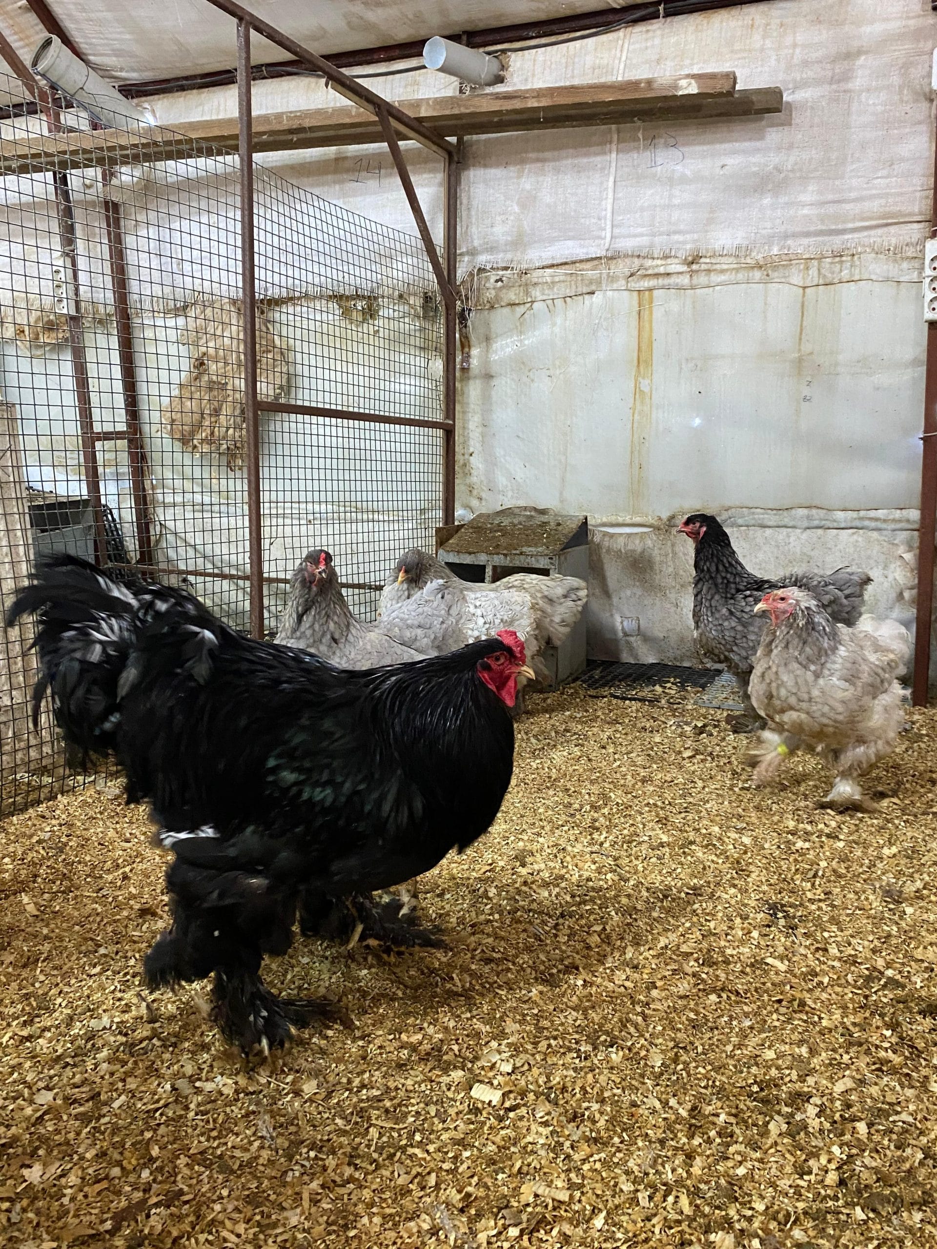 Black Brahma Kuluçkalık Yumurta