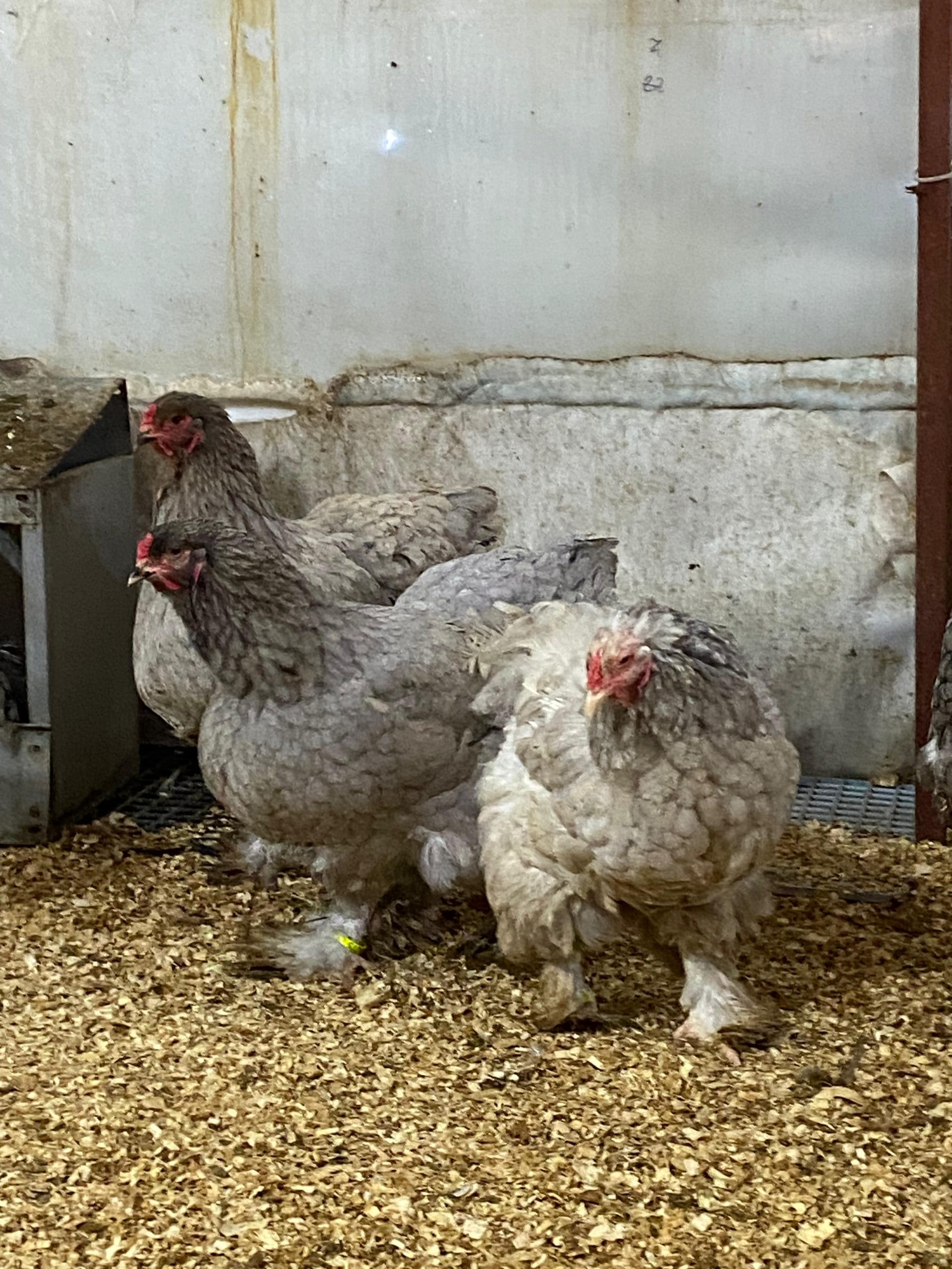 Black Brahma Kuluçkalık Yumurta