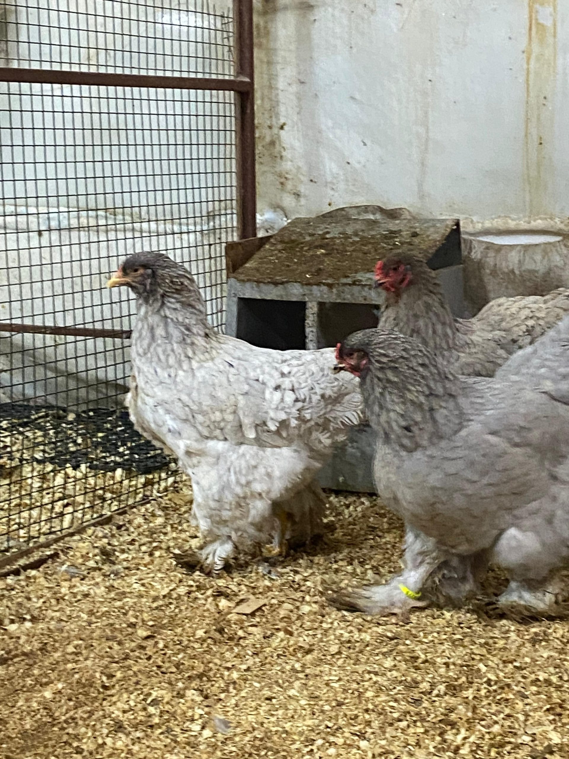 Black Brahma Kuluçkalık Yumurta