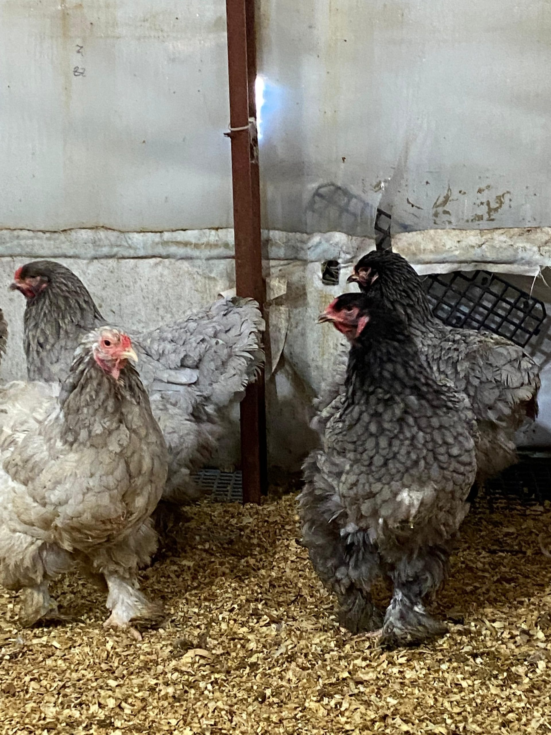 Black Brahma Kuluçkalık Yumurta