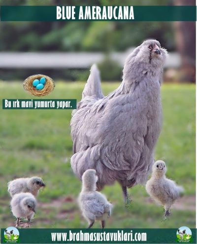 Blue Ameraucana Kuluçkalık Yumurta