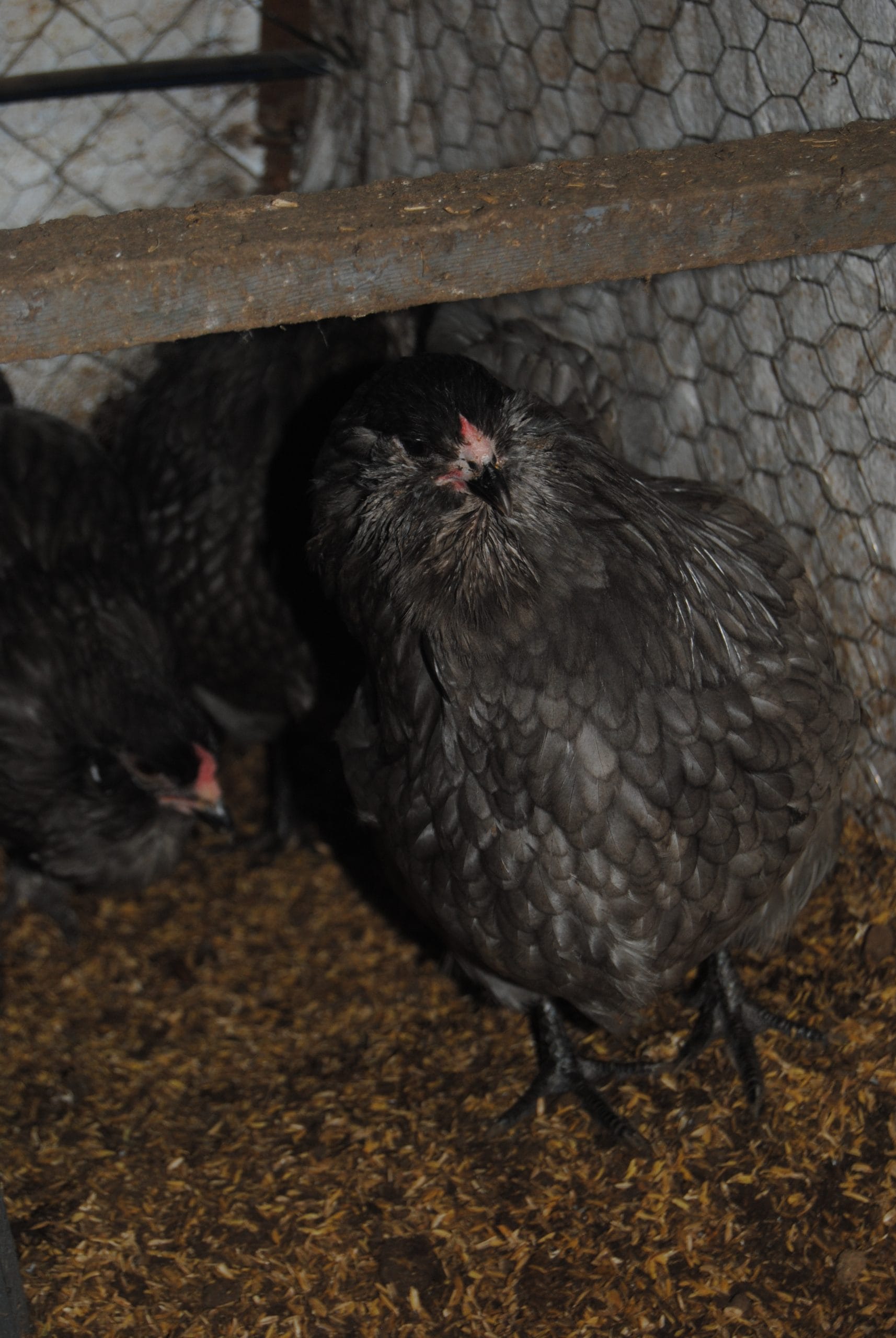 Blue Ameraucana Kuluçkalık Yumurta