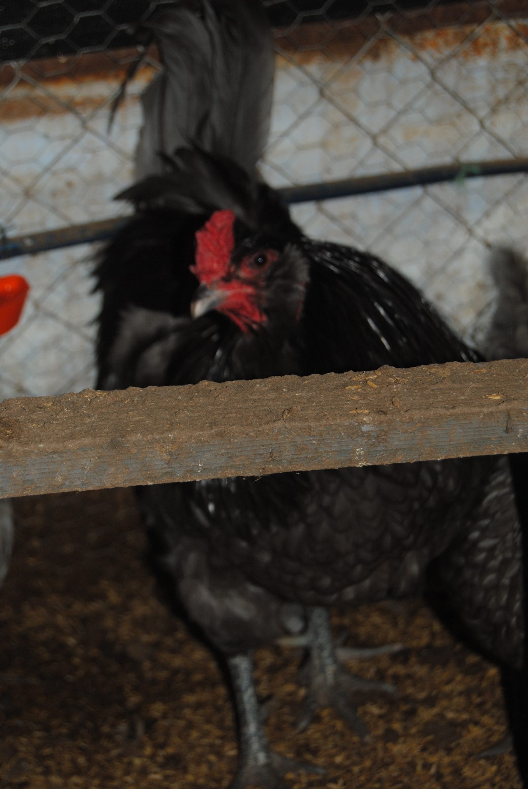 Blue Ameraucana Kuluçkalık Yumurta