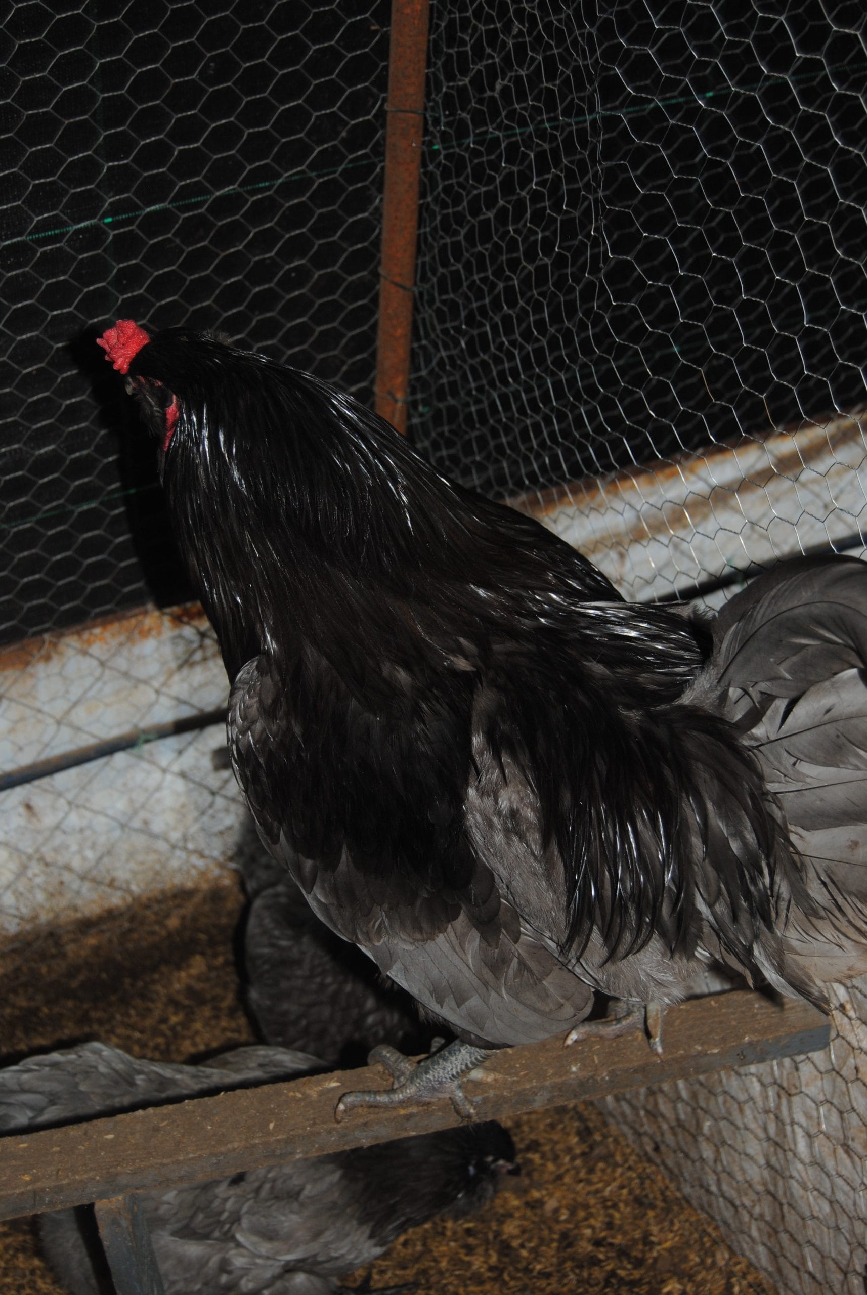 Blue Ameraucana Kuluçkalık Yumurta