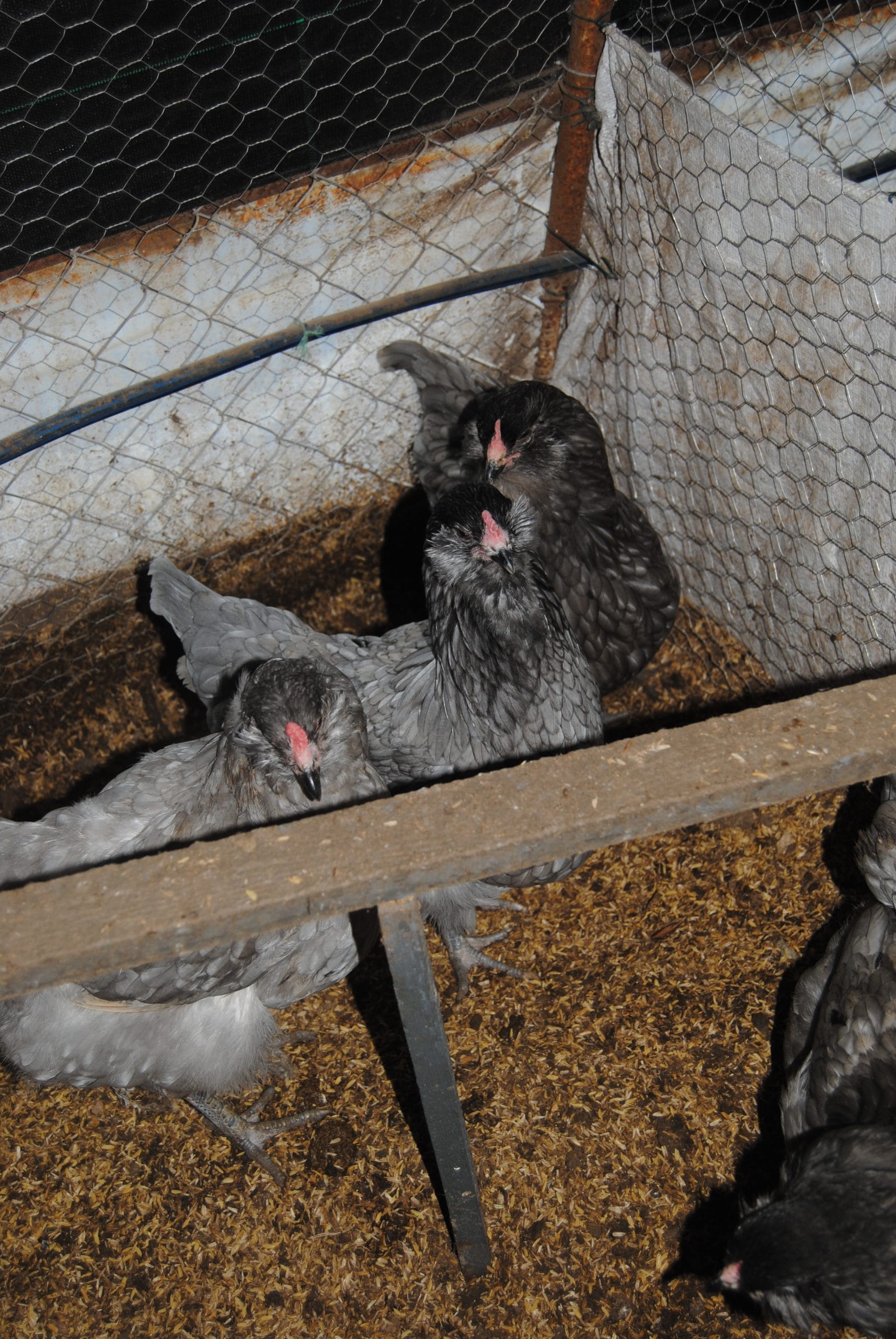 Blue Ameraucana Kuluçkalık Yumurta