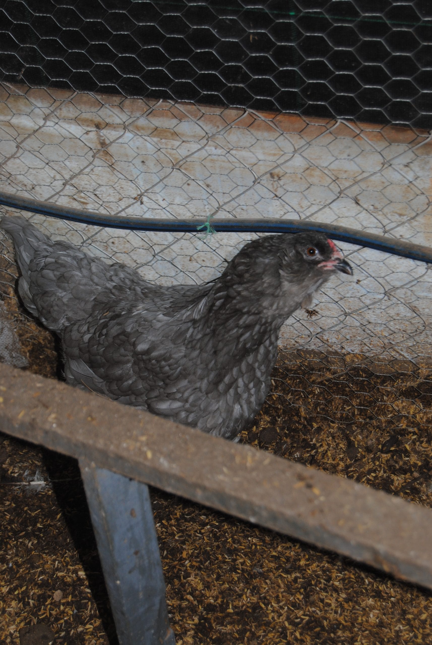 Blue Ameraucana Kuluçkalık Yumurta