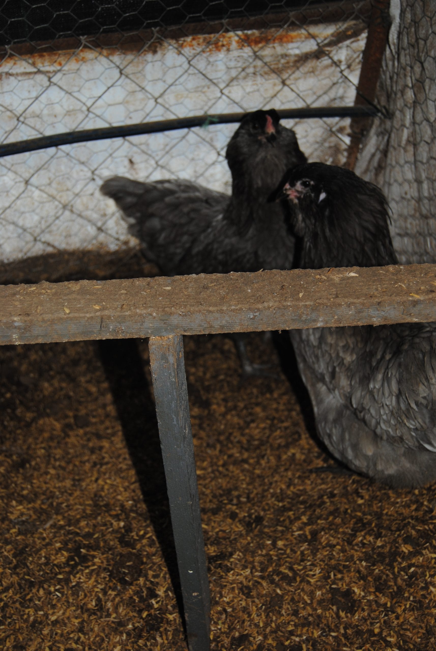 Blue Ameraucana Kuluçkalık Yumurta