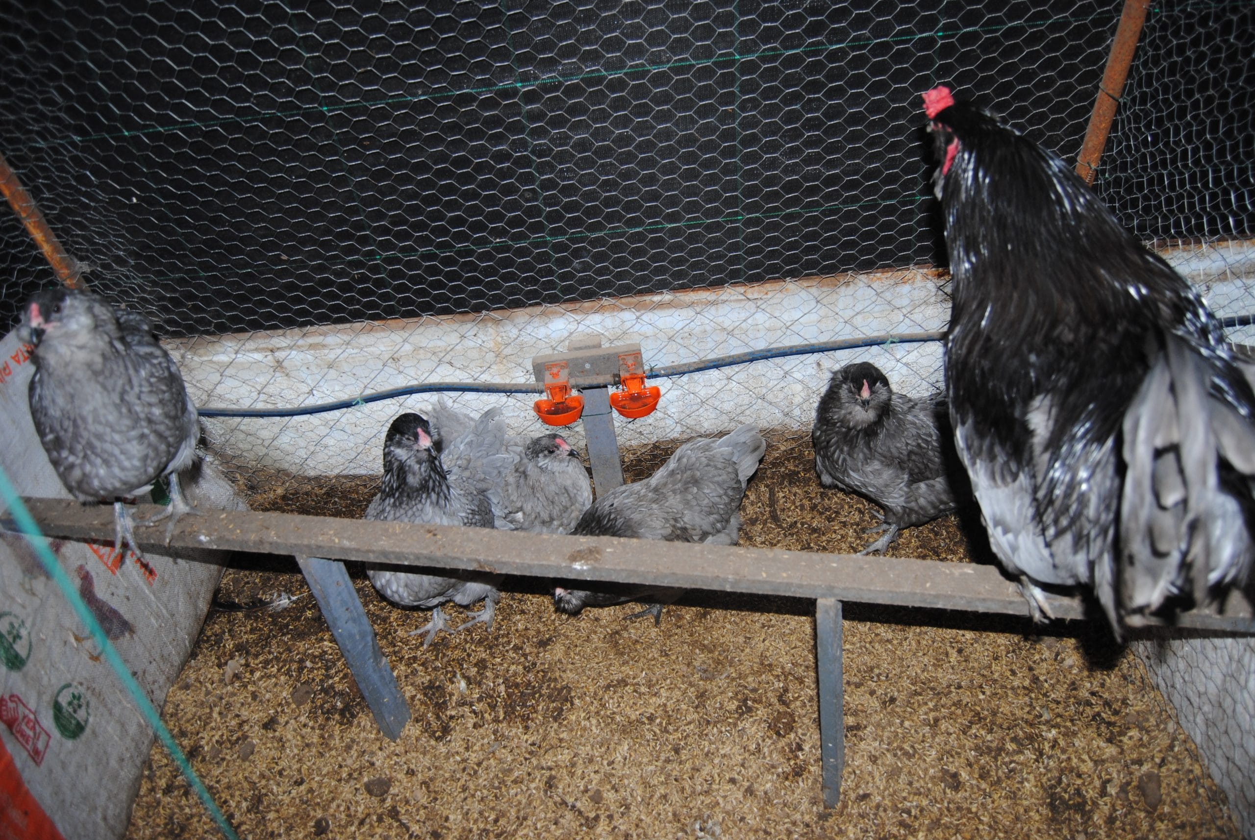 Blue Ameraucana Kuluçkalık Yumurta