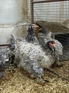 Blue Moddlet Brahma Kuluçkalık Yumurta