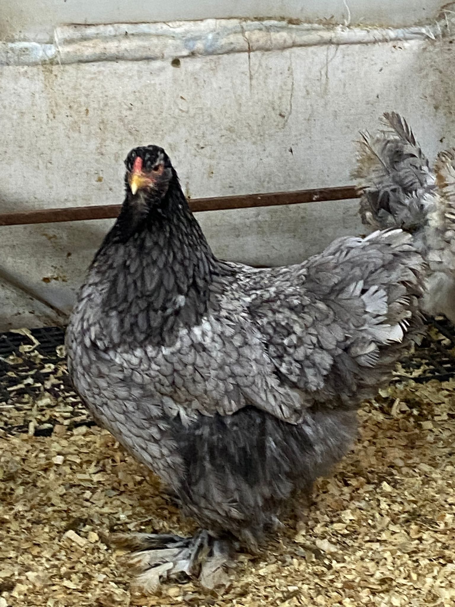 Blue Modled Brahma Kuluçkalık Yumurta