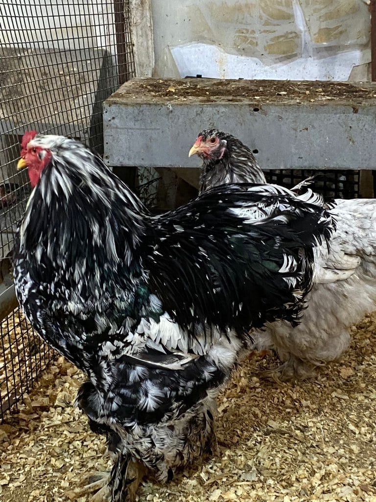 Blue Modled Brahma Kuluçkalık Yumurta