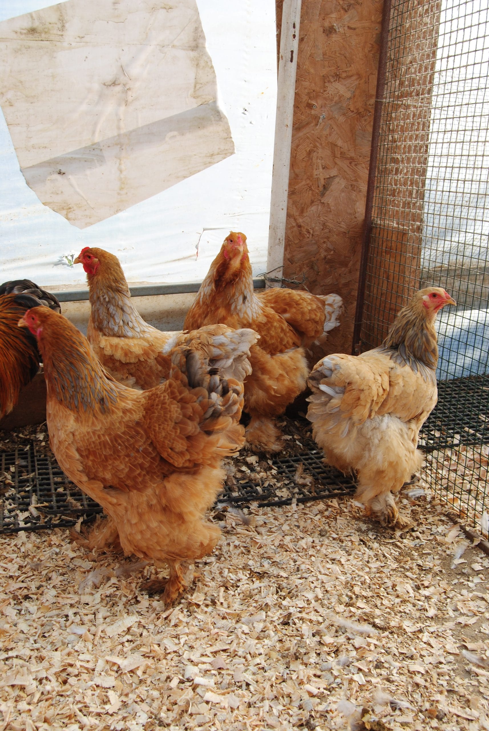 Buff Brahma Kuluçkalık Yumurta