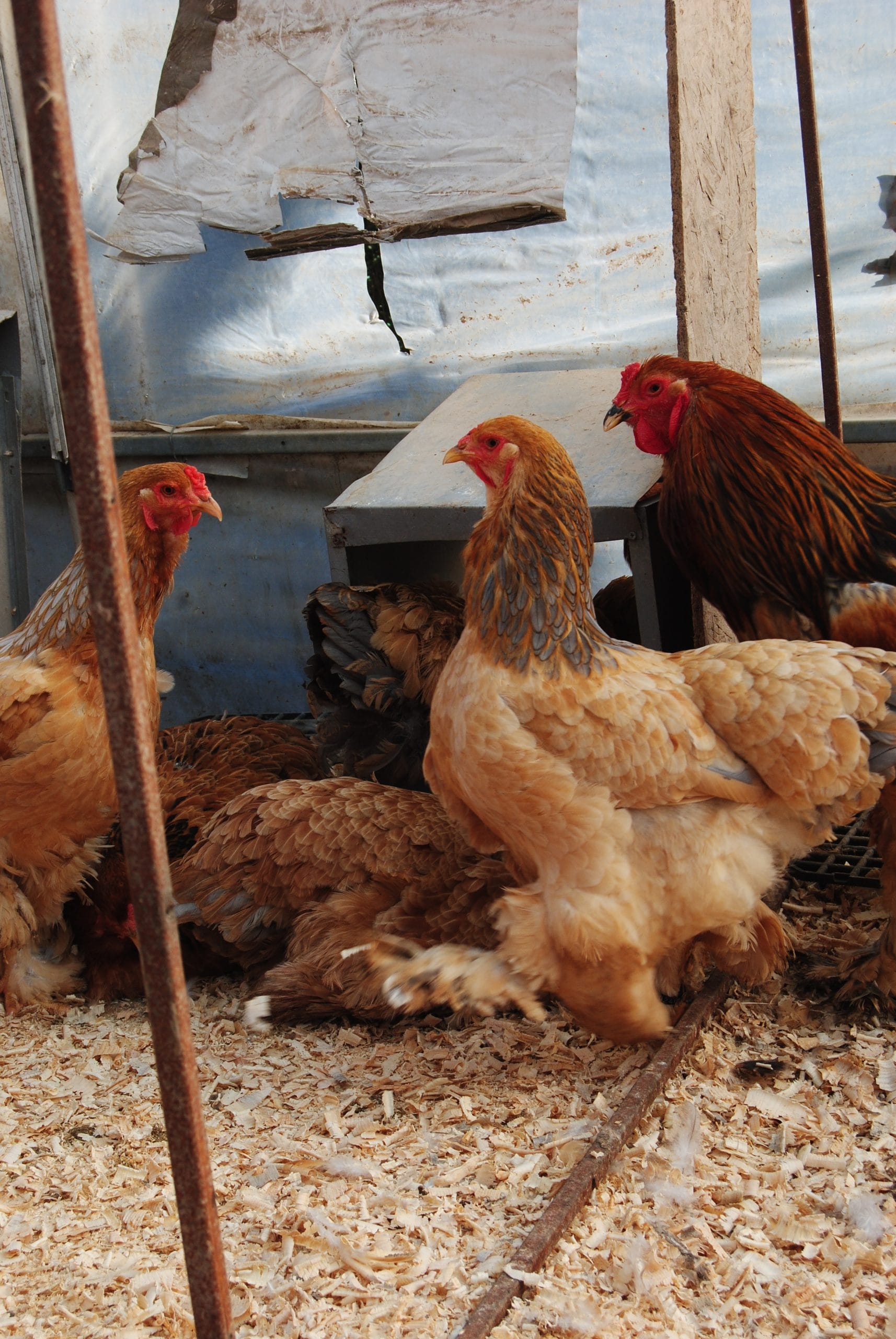 Buff Brahma Kuluçkalık Yumurta