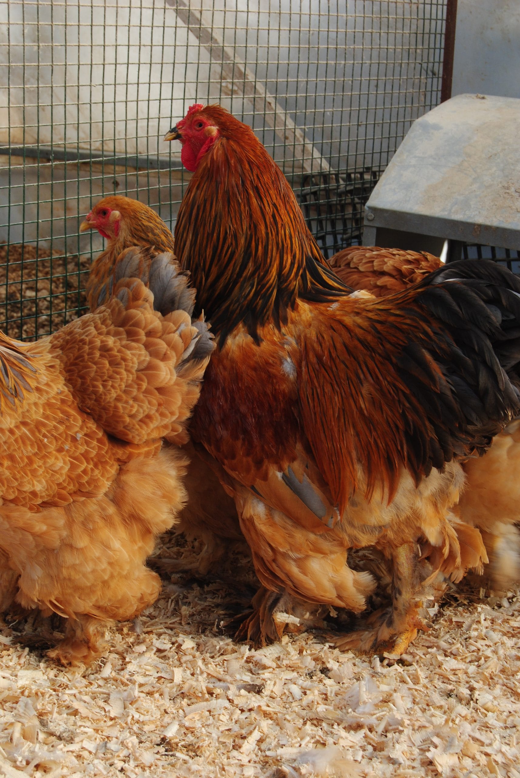 Buff Brahma Kuluçkalık Yumurta