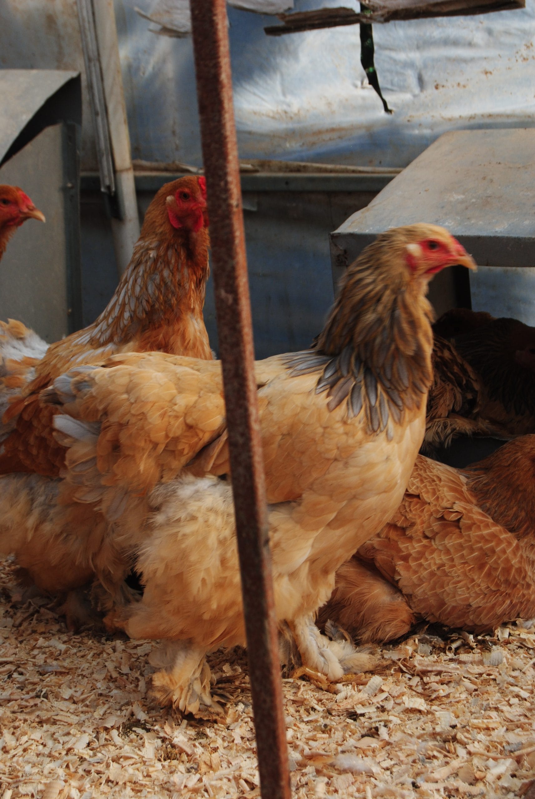 Buff Brahma Kuluçkalık Yumurta