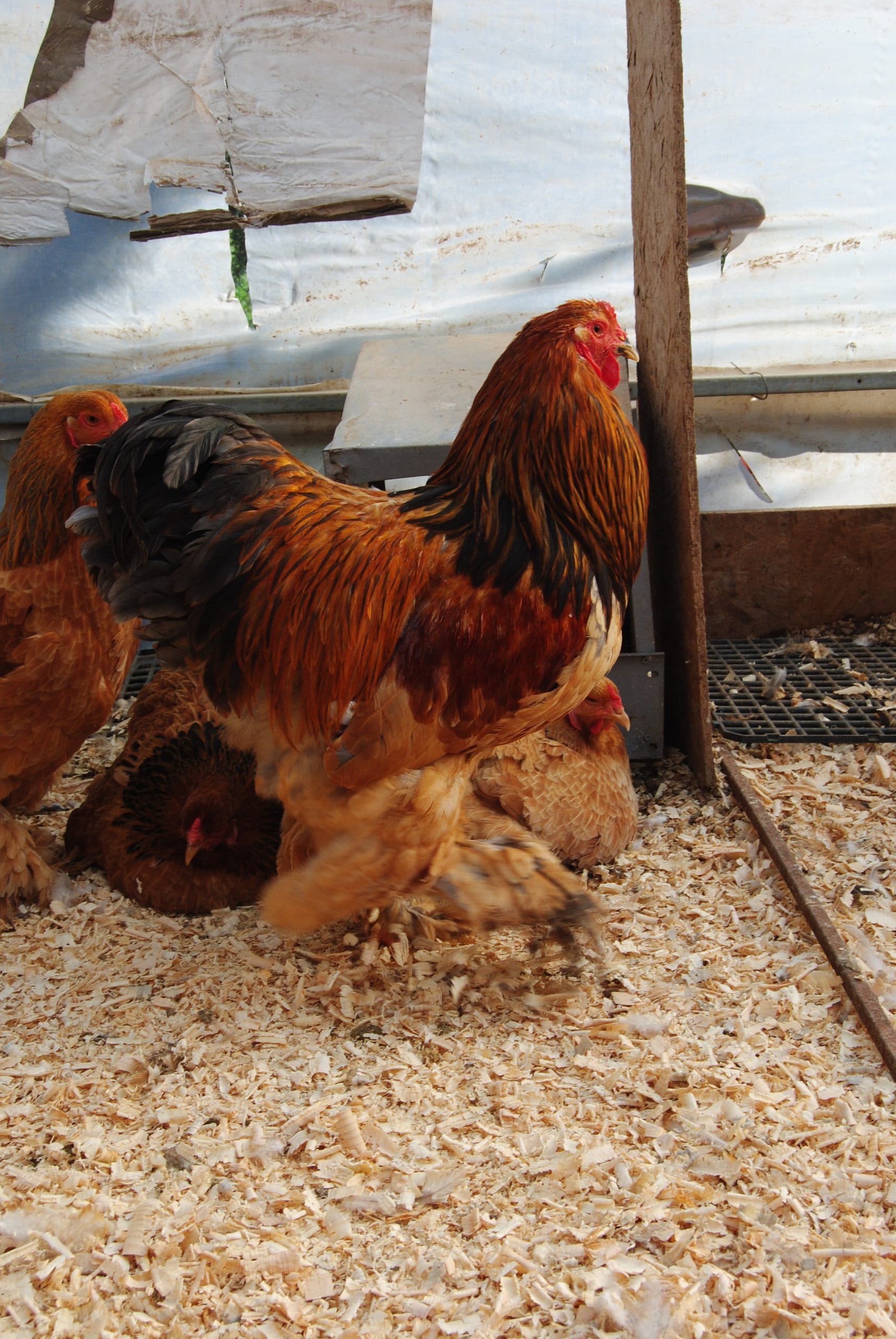 Buff Brahma Kuluçkalık Yumurta