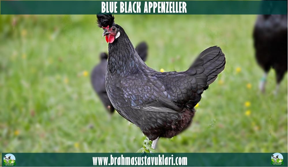 Blue Black Appenzeller Kuluçkalık Yumurta