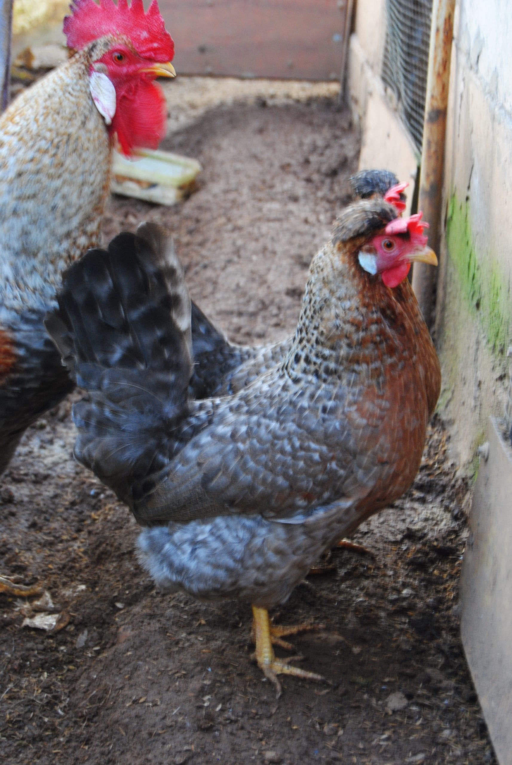 Cream Legbar Kuluçkalık Yumurta