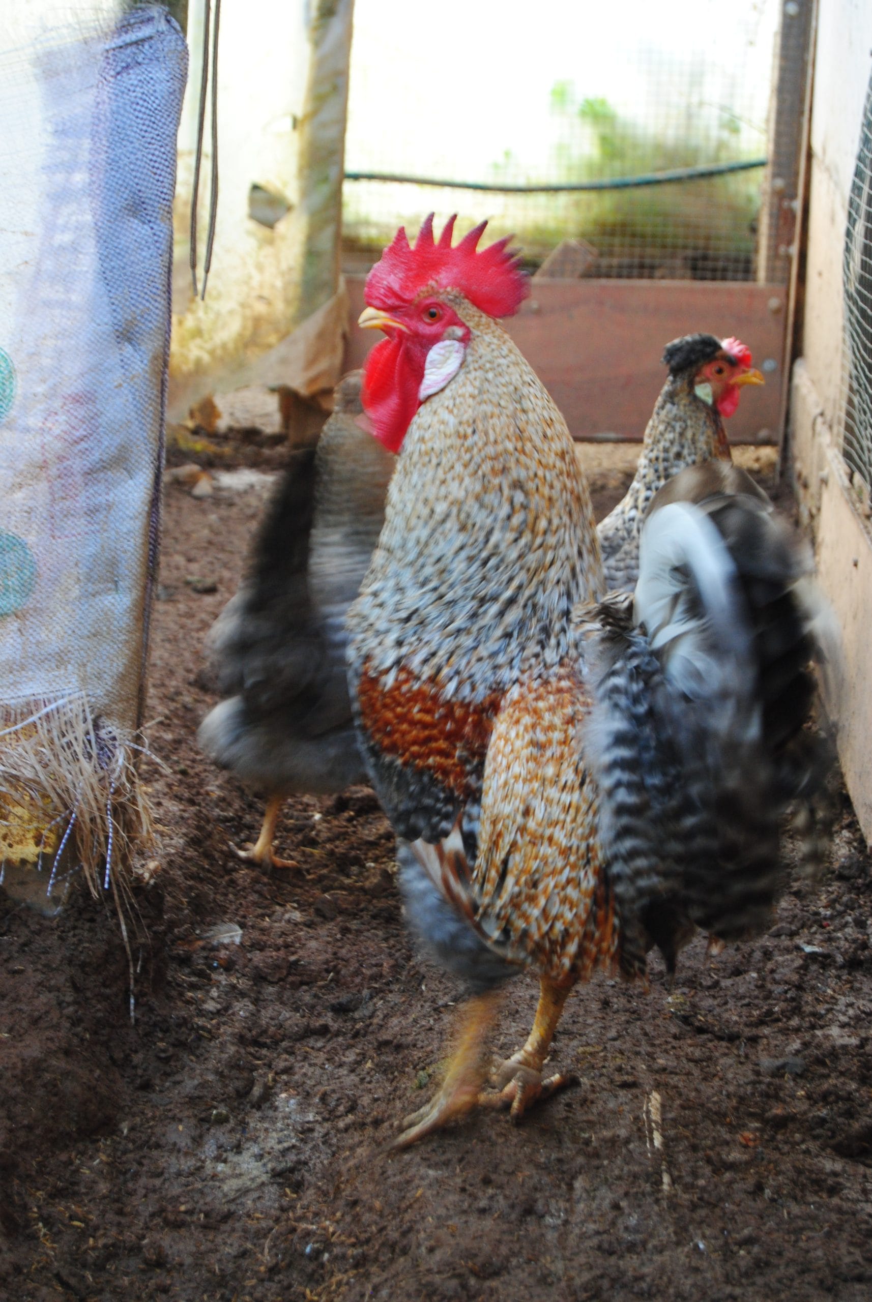 Cream Legbar Kuluçkalık Yumurta