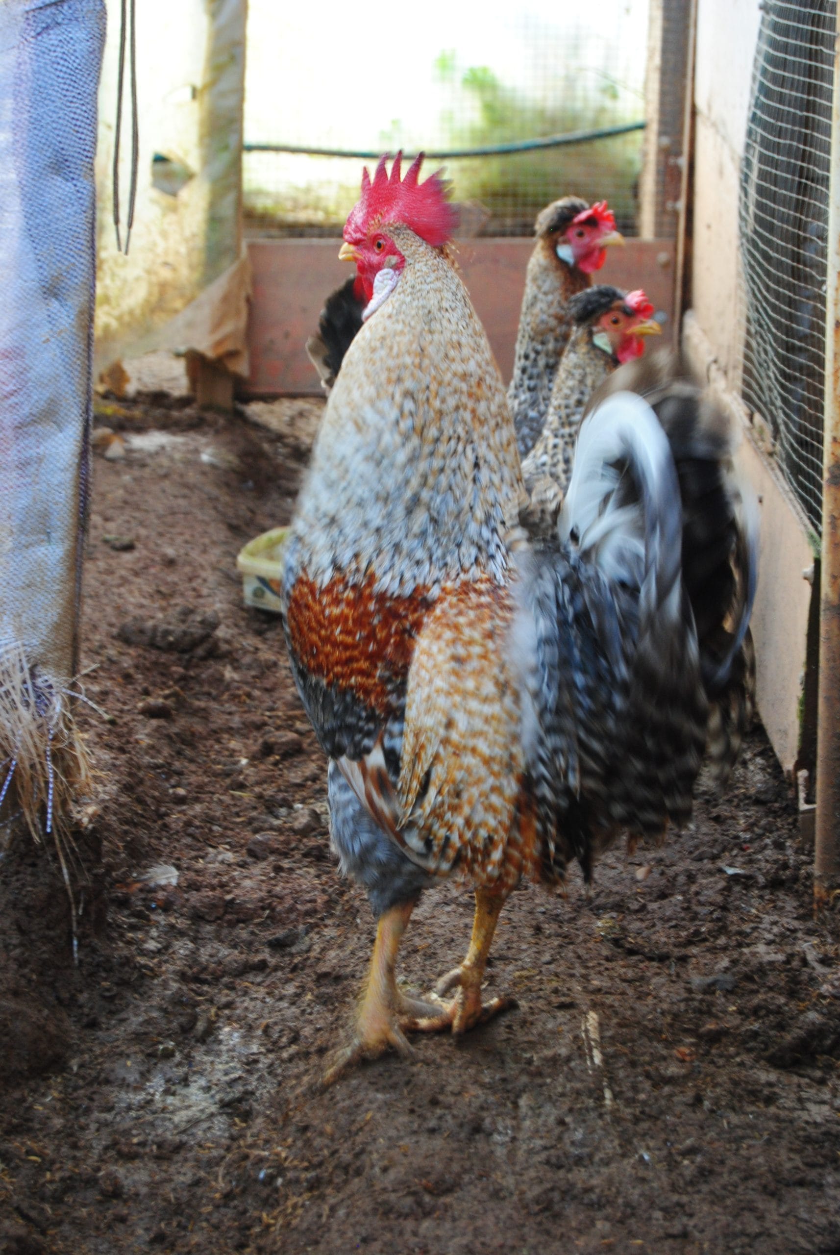 Cream Legbar Kuluçkalık Yumurta