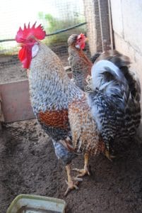 Cream Legbar Kuluçkalık Yumurta