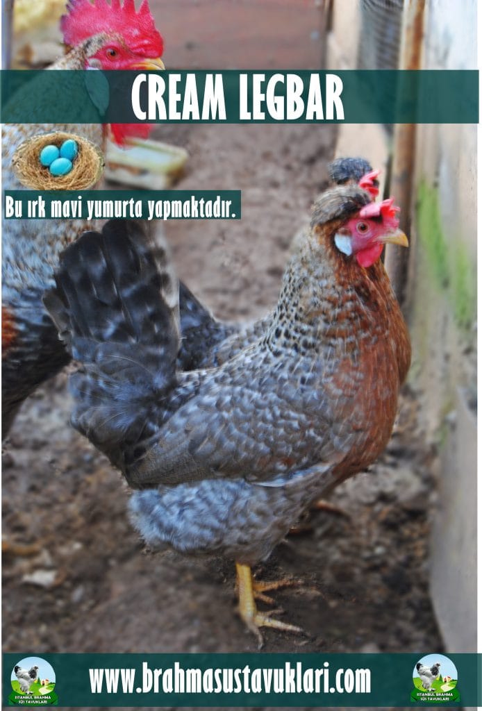 Cream Legbar Kuluçkalık Yumurta