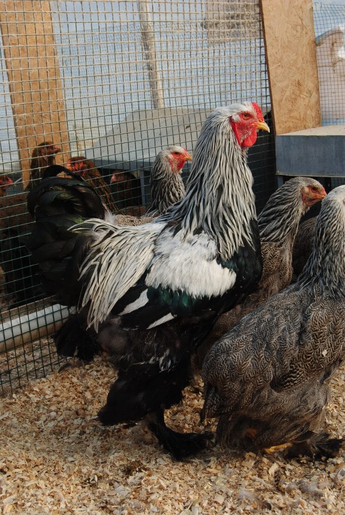 Dark Brahma Kuluçkalık Yumurta